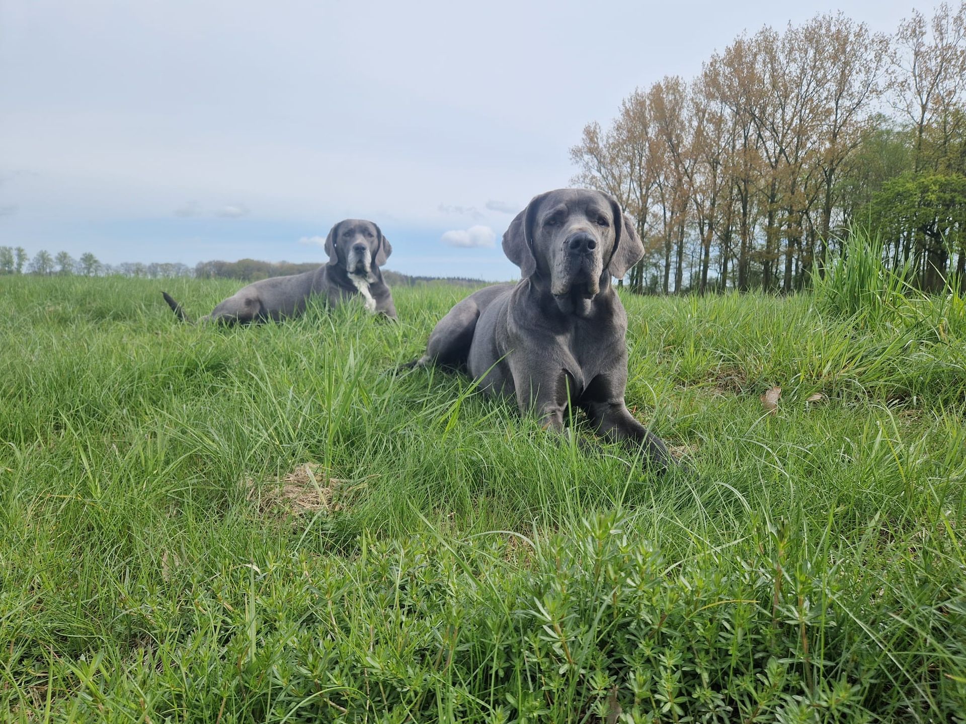 Zwei Hunde liegen im Gras auf einem Feld.