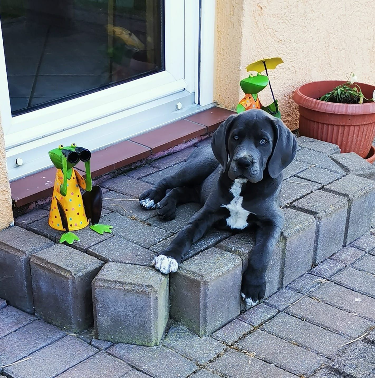 Ein Hund, der auf Ziegeln neben einer Froschfigur liegt