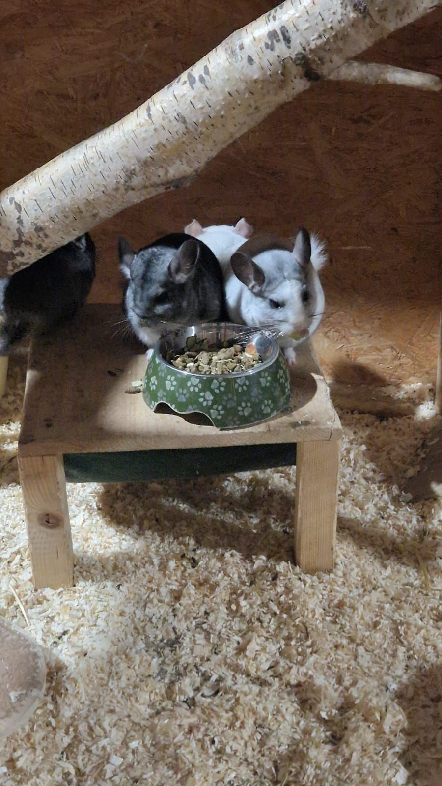 Drei Chinchillas sitzen auf einem Holztisch neben einer Schüssel mit Futter.