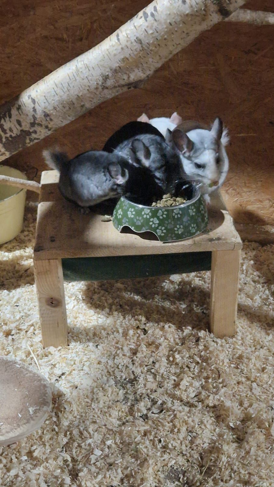 Eine Gruppe Chinchillas frisst aus Schüsseln auf einem Holztisch.