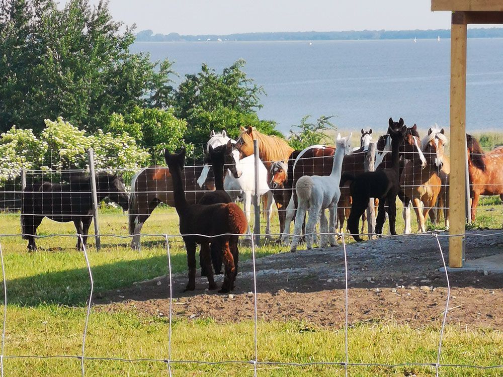 Eine Herde Pferde und Alpakas stehen hinter einem Zaun
