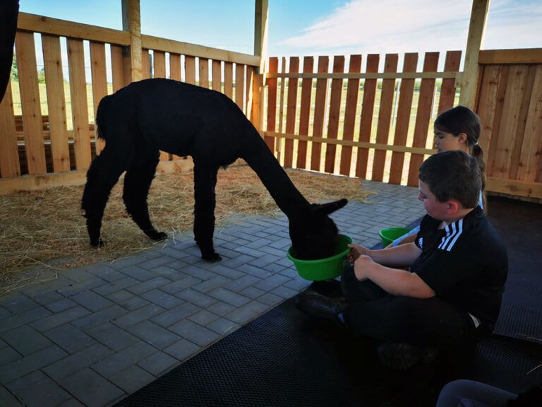 Zwei Kinder füttern ein Alpaka aus einer grünen Schüssel