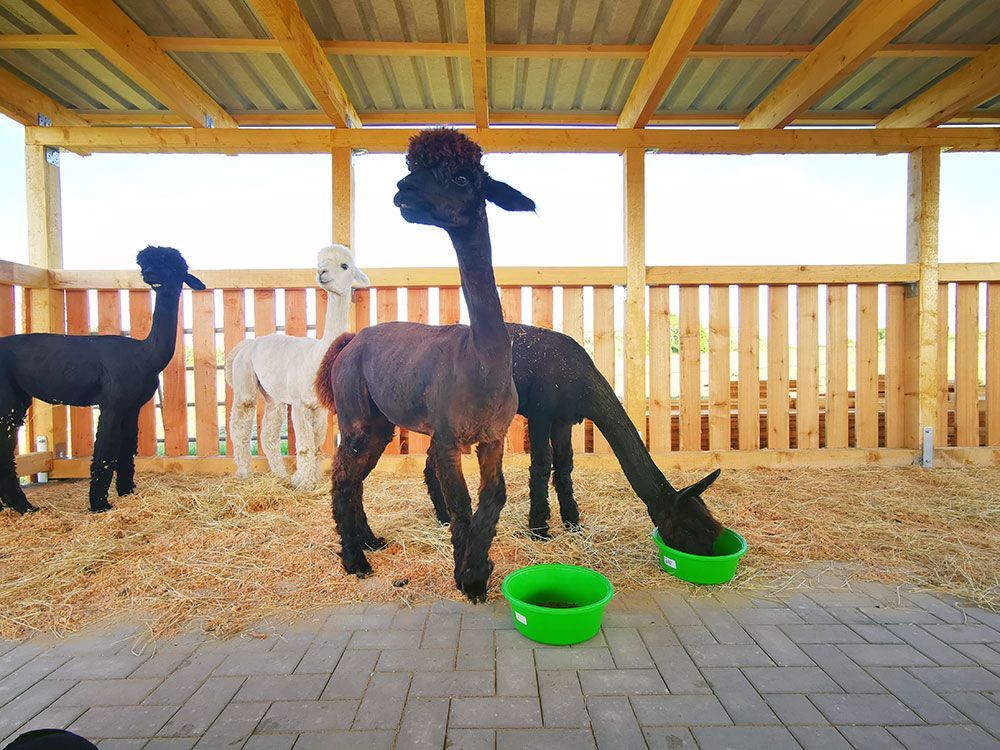 Eine Gruppe Alpakas steht in einem eingezäunten Bereich und frisst aus grünen Schüsseln
