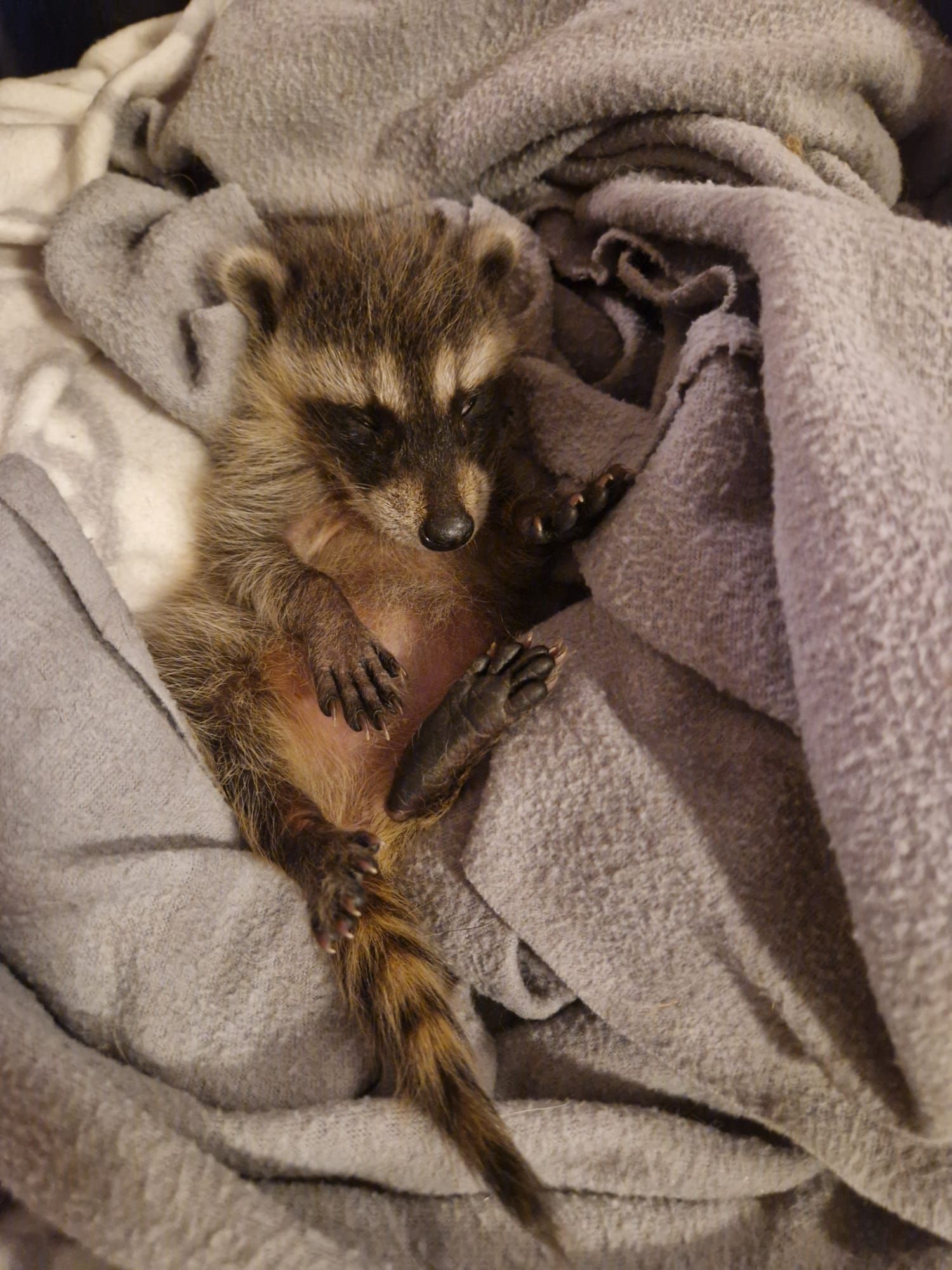 Ein Waschbär liegt auf einer Decke auf einem Bett.