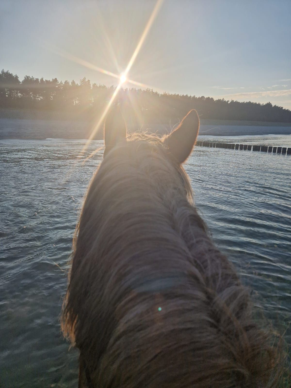 Ein Pferd, das im Wasser steht und durch dessen Ohren die Sonne scheint