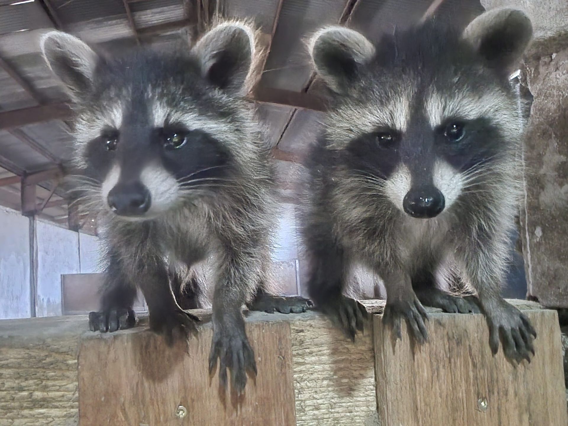 Zwei Waschbären sitzen auf einem Holzblock.