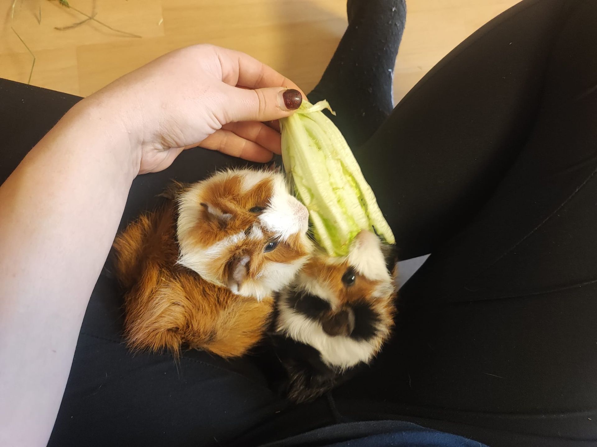 Eine Person hält zwei Meerschweinchen in den Händen