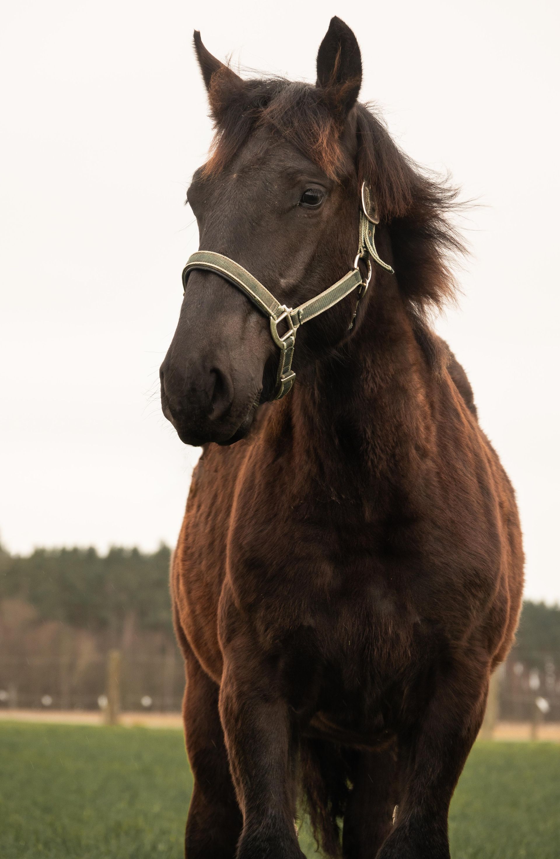 Ein braunes Pferd mit Zaumzeug steht auf einer Weide.
