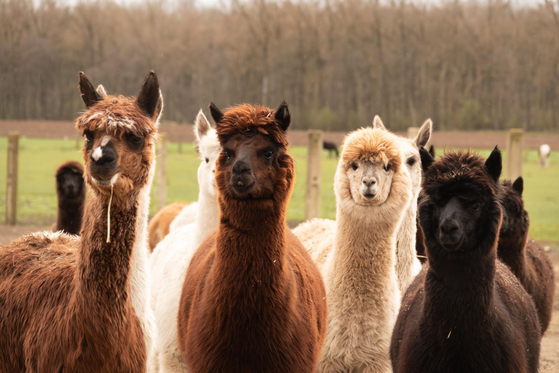 Eine Herde Alpakas steht nebeneinander auf einem Feld.