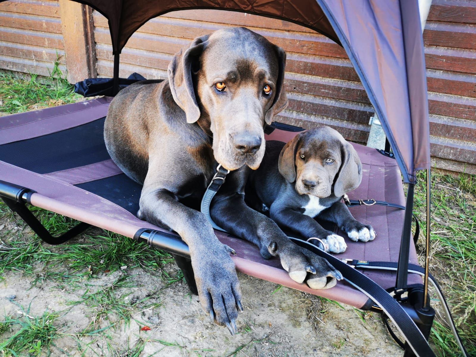 Ein Hund und ein Welpe liegen auf einem Bett unter einem Sonnenschirm