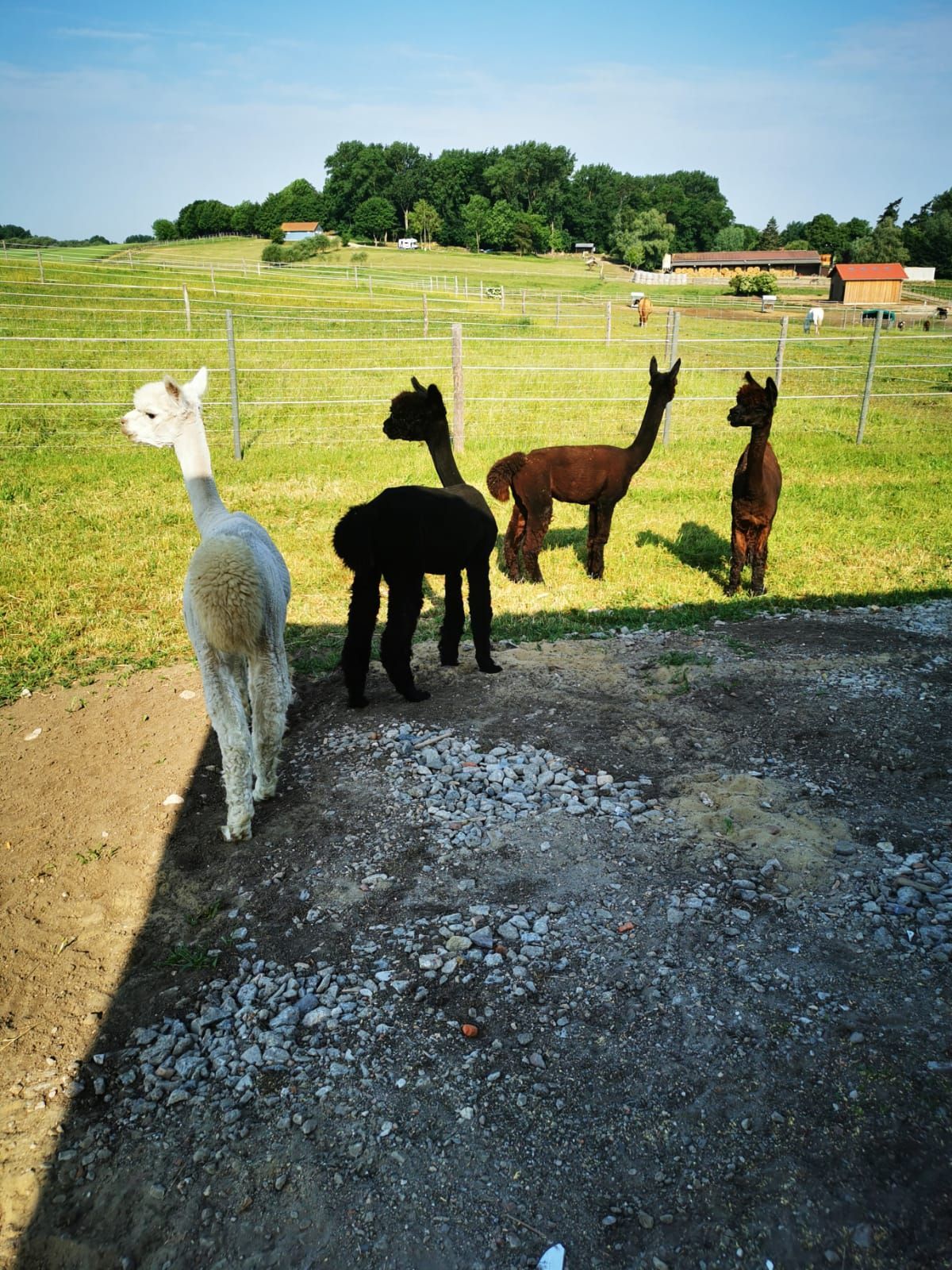 Eine Gruppe Alpakas steht nebeneinander auf einem Feld.