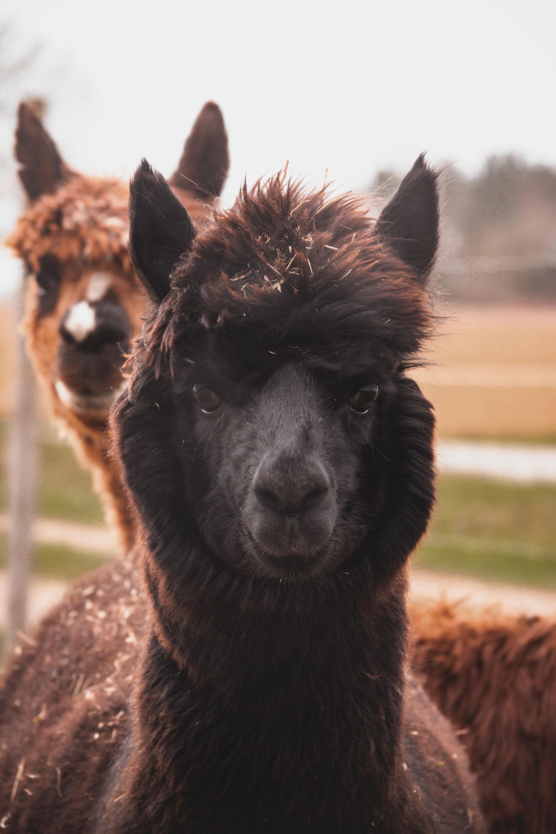 Zwei Alpakas stehen nebeneinander auf einer Wiese und schauen in die Kamera.