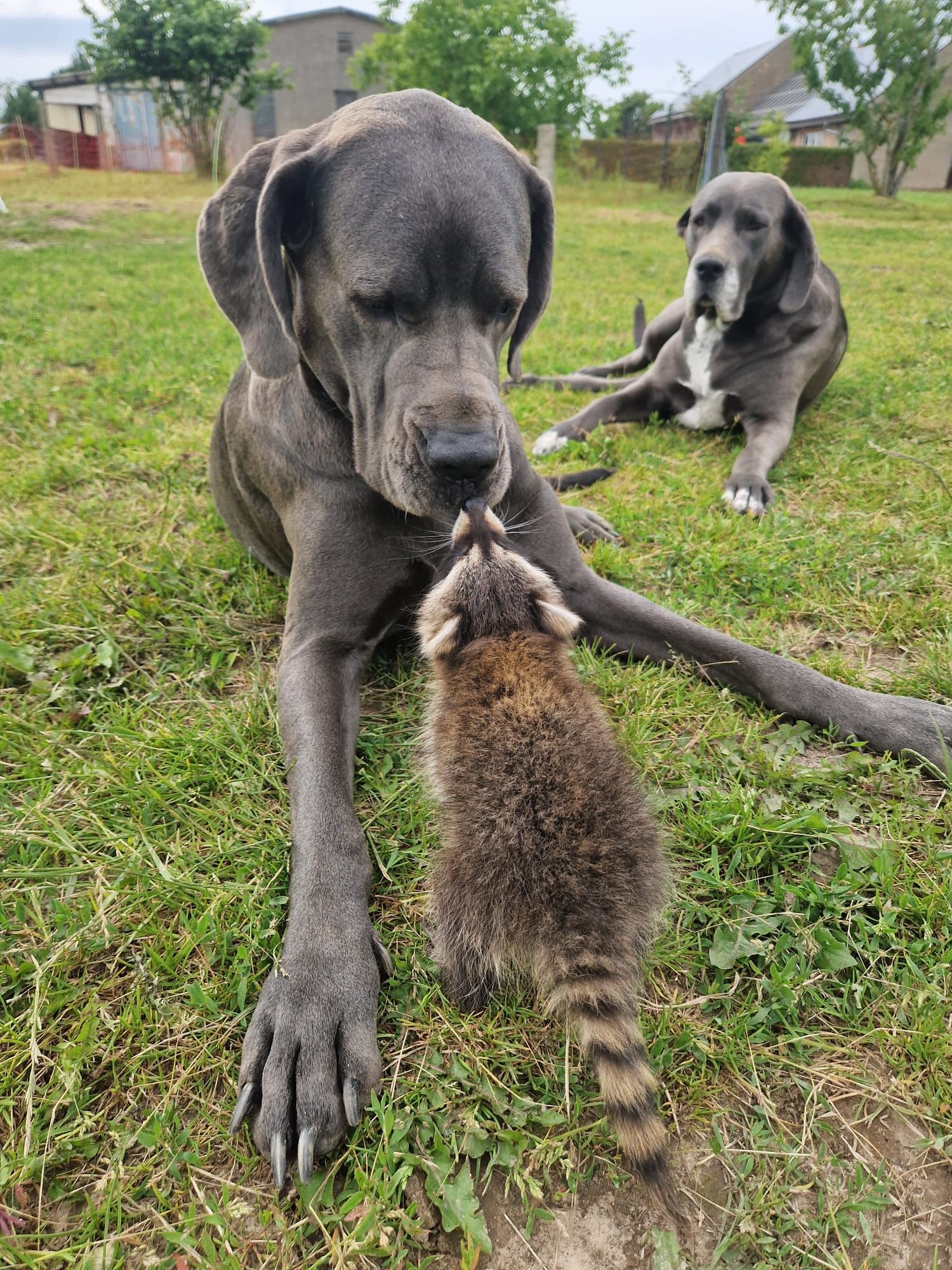 Ein Hund spielt mit einem Waschbären auf einem Feld.
