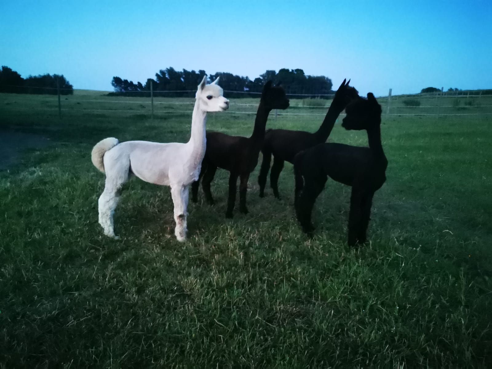 Eine Gruppe von Alpakas steht auf einer Wiese
