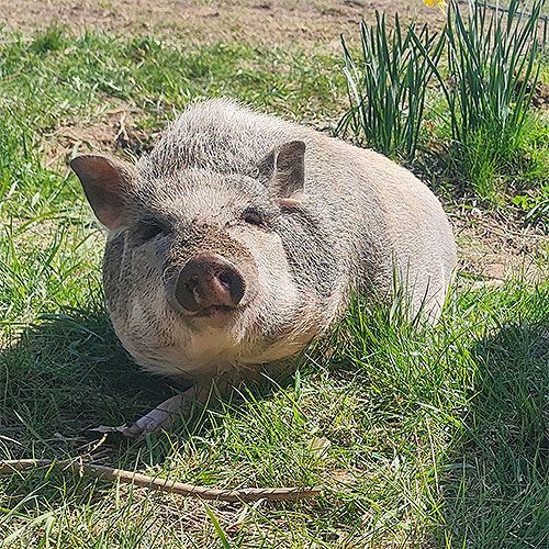 Ein Schwein liegt im Gras und schaut in die Kamera.