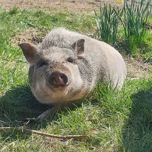 Ein Schwein liegt im Gras und schaut in die Kamera.