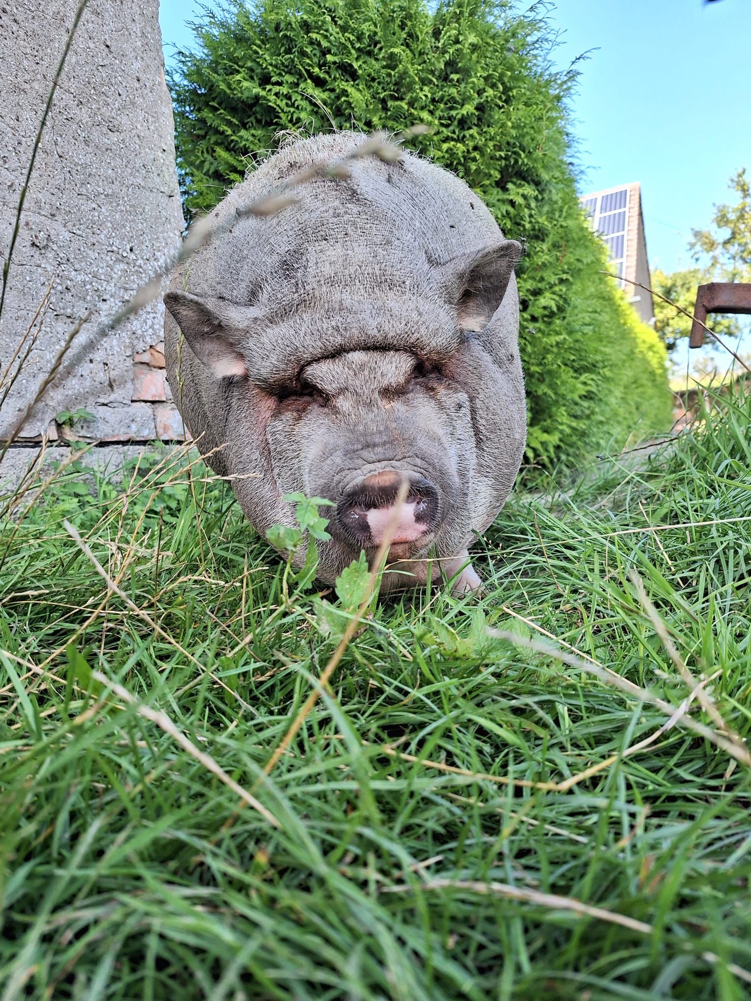 Ein Schwein steht im Gras und frisst Gras.