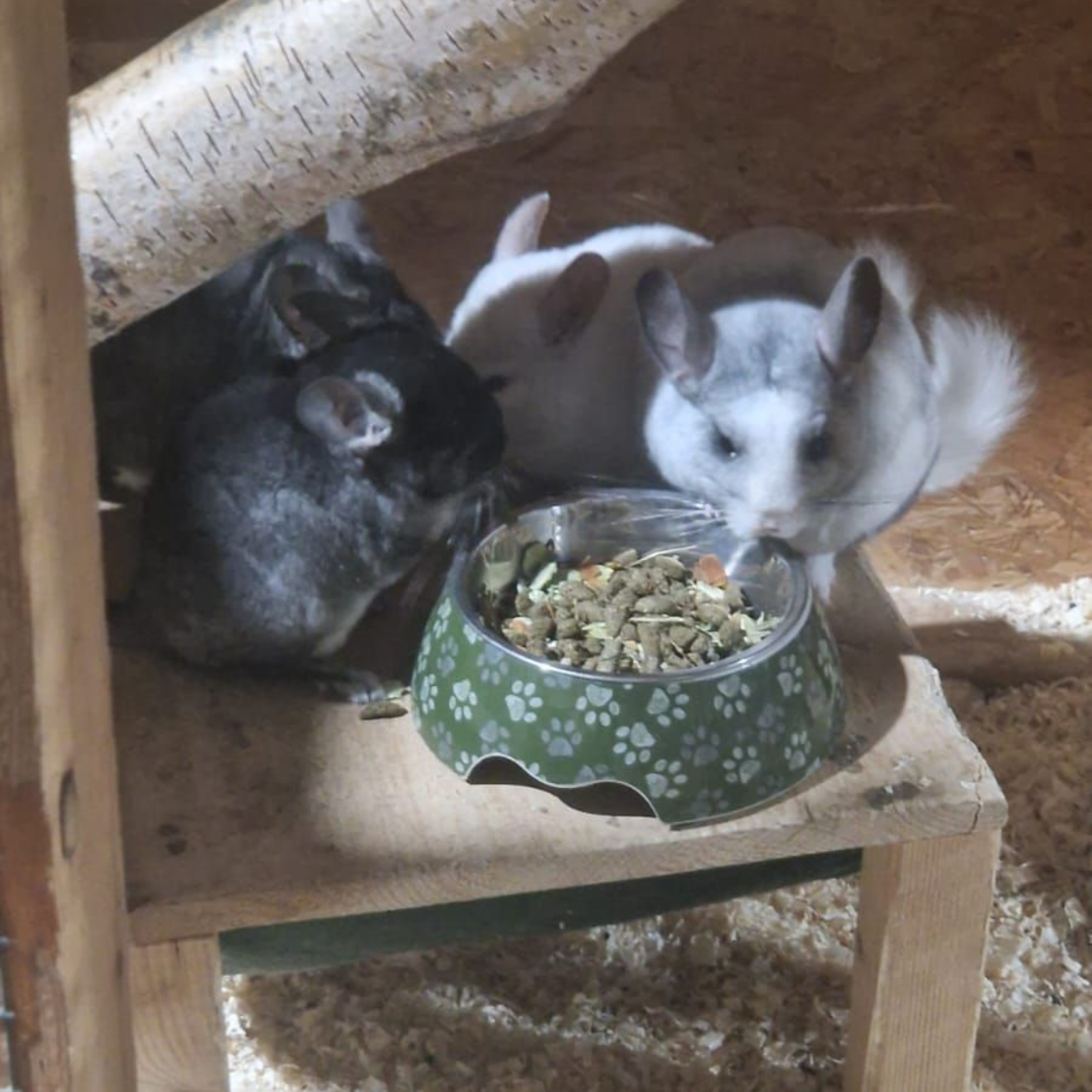 Zwei Chinchillas fressen aus Schüsseln in einem Käfig.