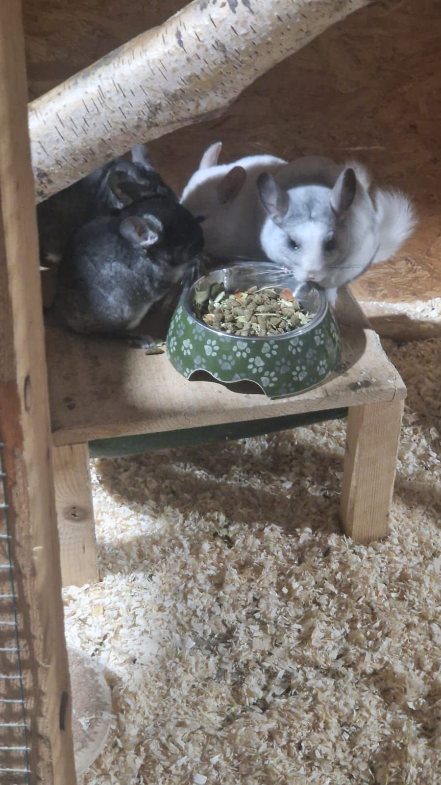 Zwei Chinchillas fressen aus Schüsseln in einem Käfig.