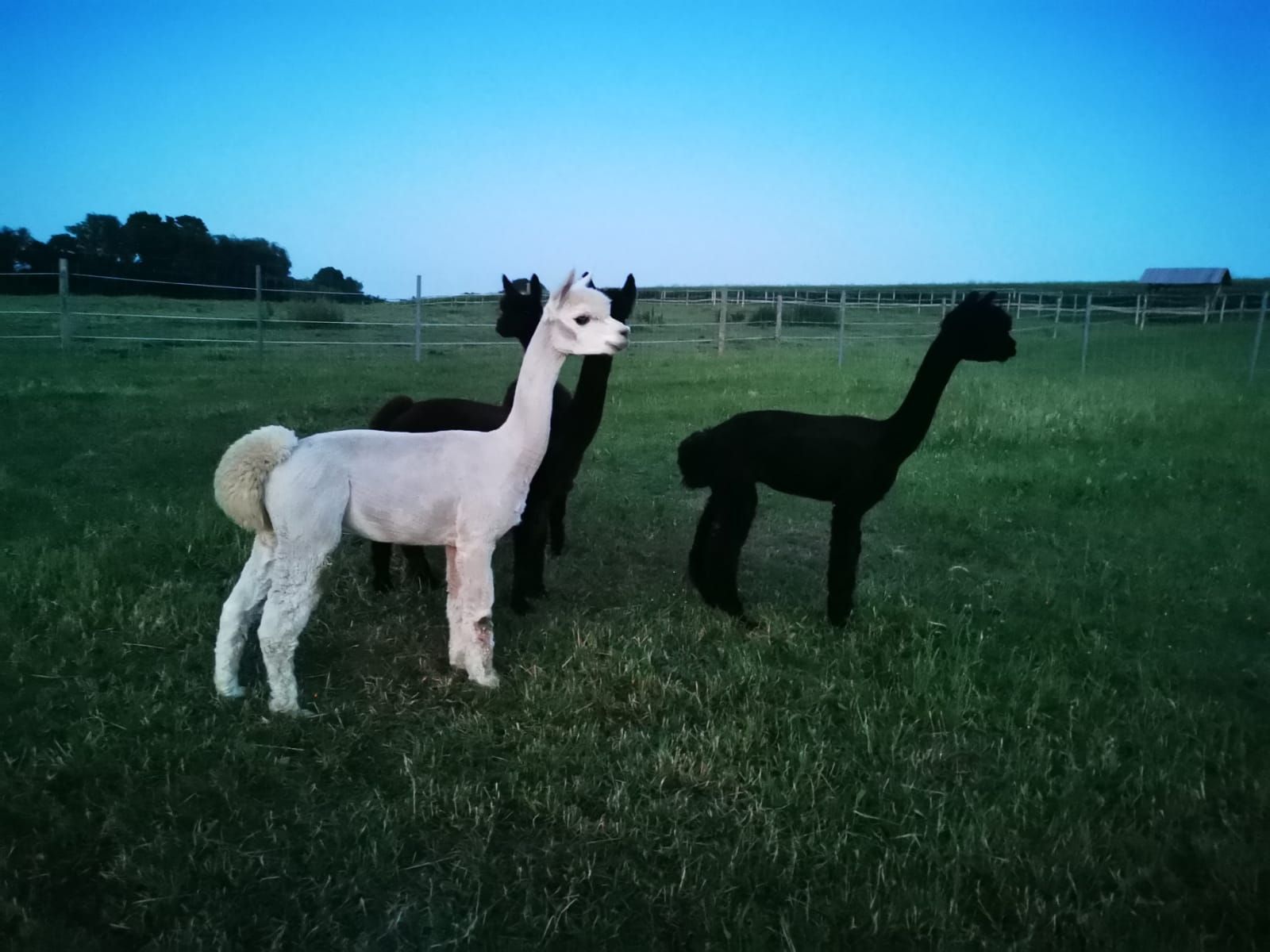 Eine Gruppe Alpakas steht auf einer Wiese