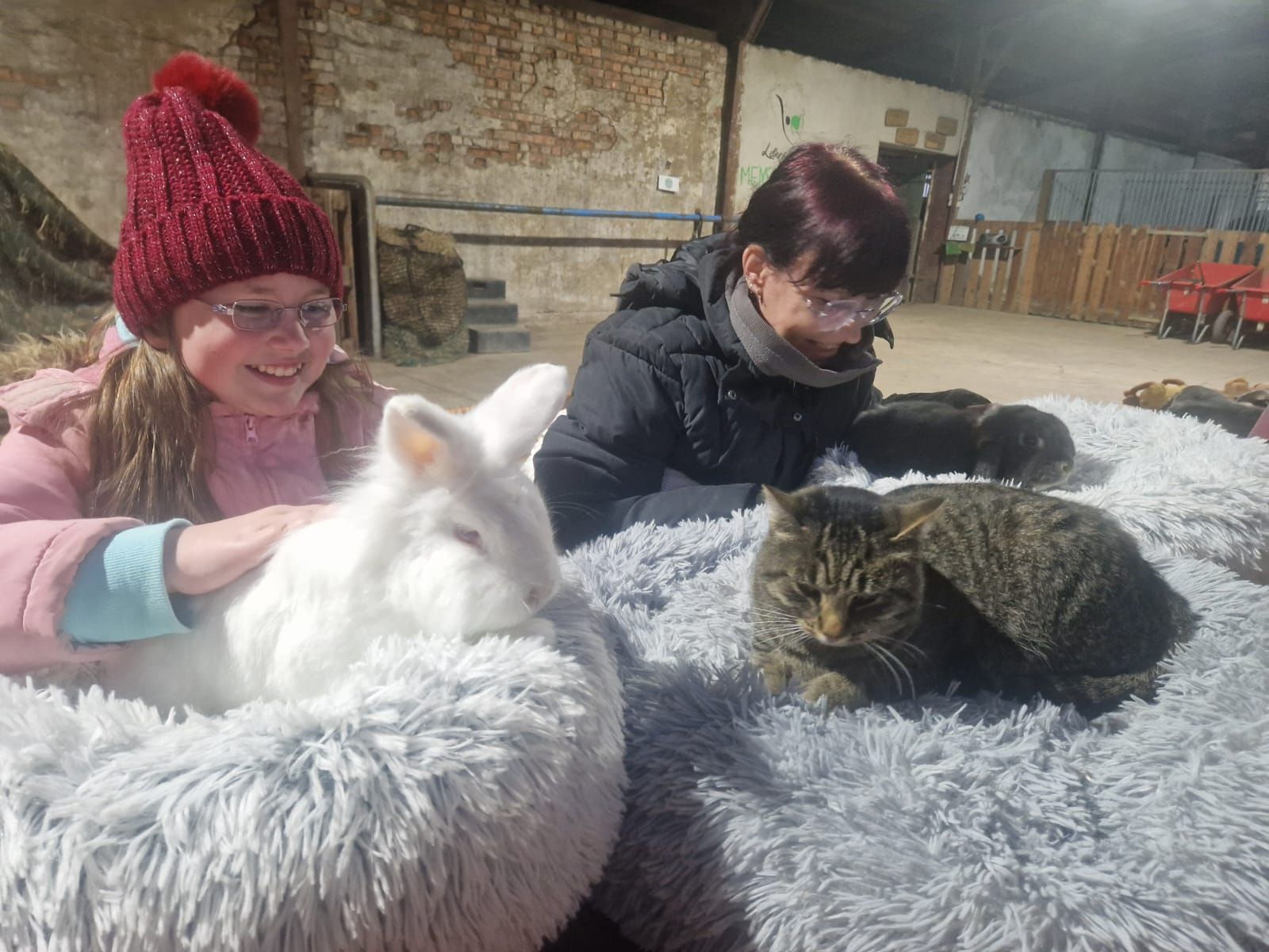Eine Frau und ein Mädchen streicheln ein Kaninchen und zwei Katzen.