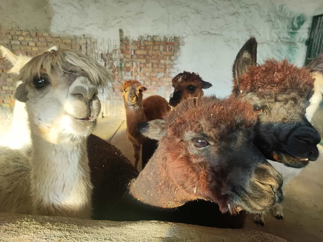 Eine Gruppe Alpakas steht nebeneinander und schaut in die Kamera.