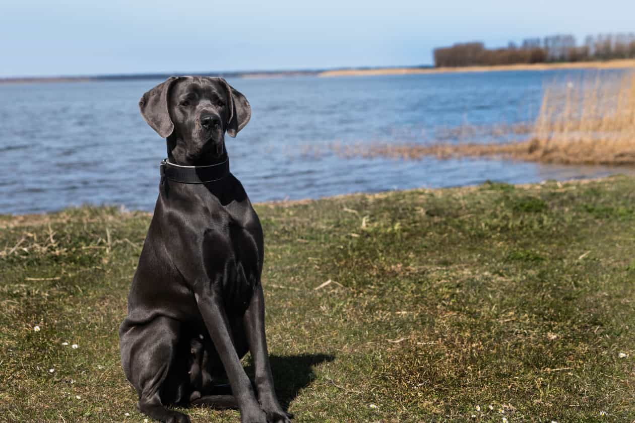 Ein schwarzer Hund sitzt im Gras in der Nähe eines Gewässers.