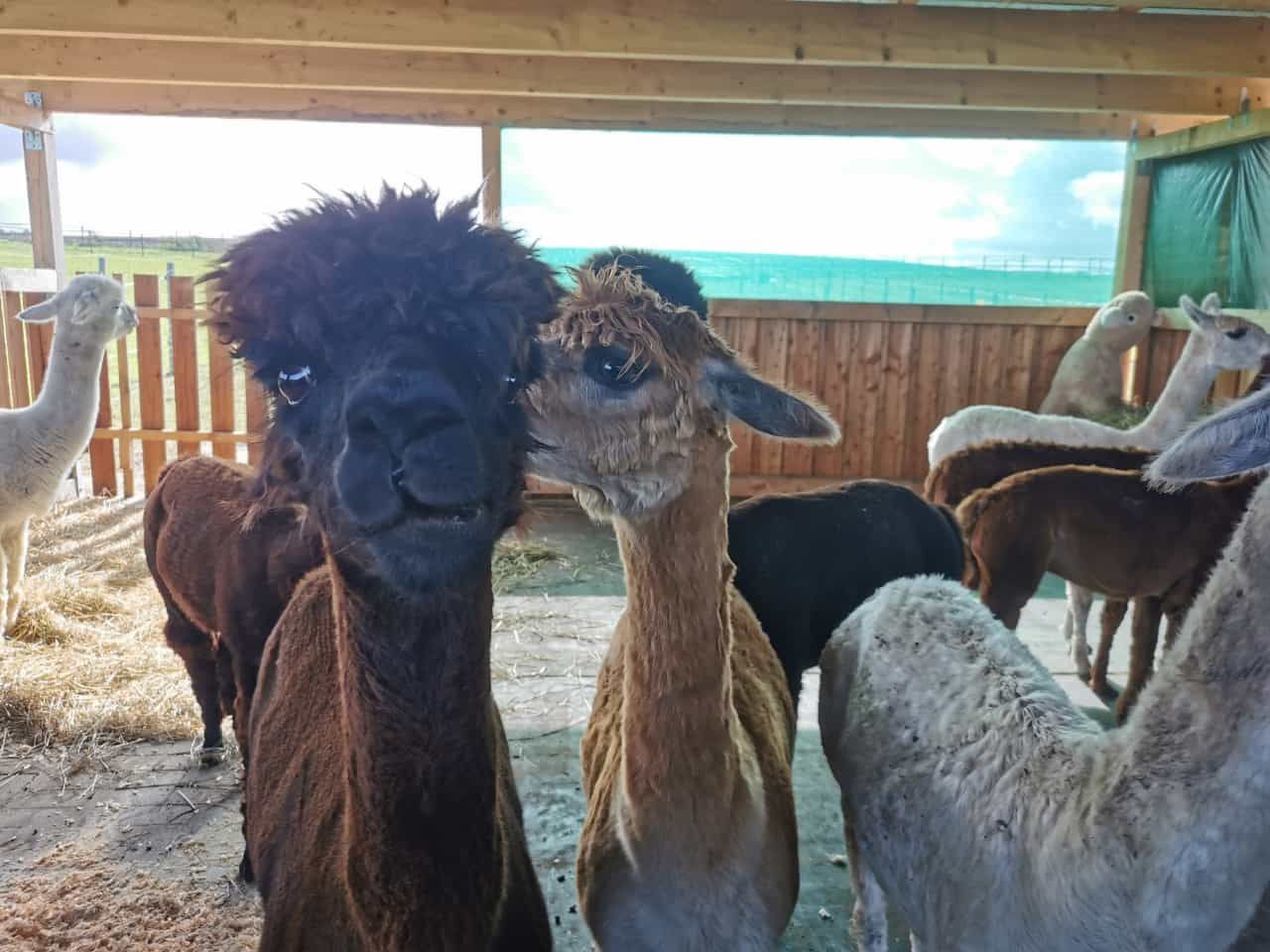 Eine Gruppe Alpakas steht in einem eingezäunten Bereich und schaut in die Kamera.