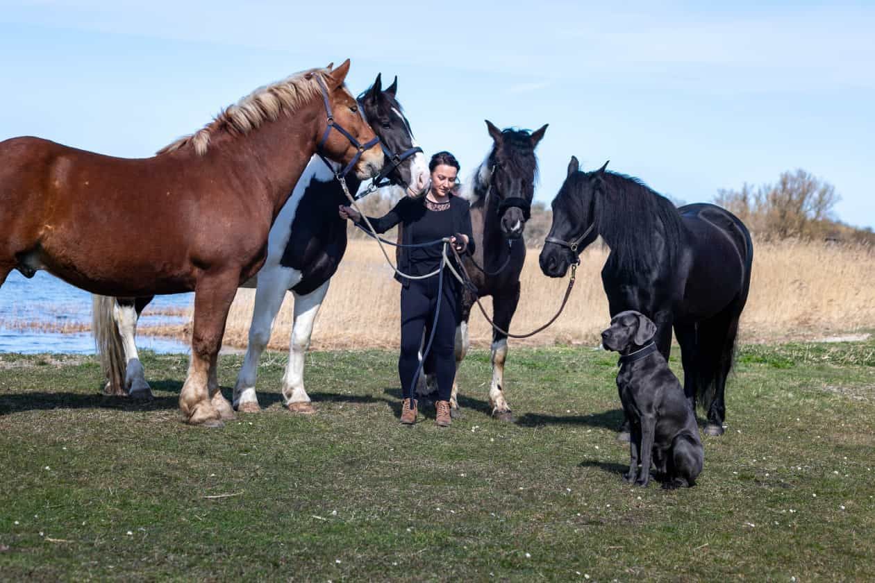 Ein Mann steht neben drei Pferden und einem Hund auf einer Weide.