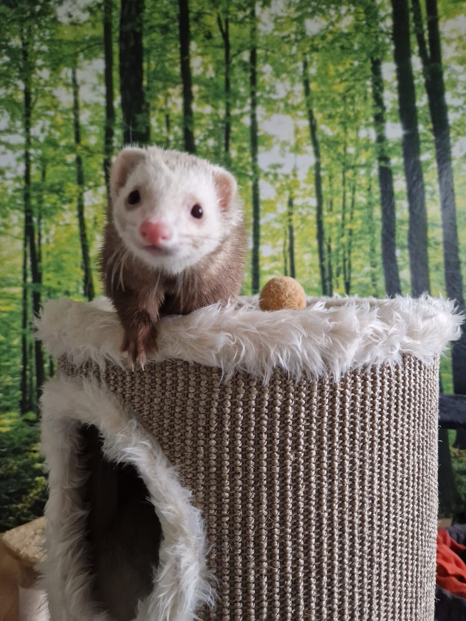 Ein Frettchen sitzt auf einem Katzenbaum.