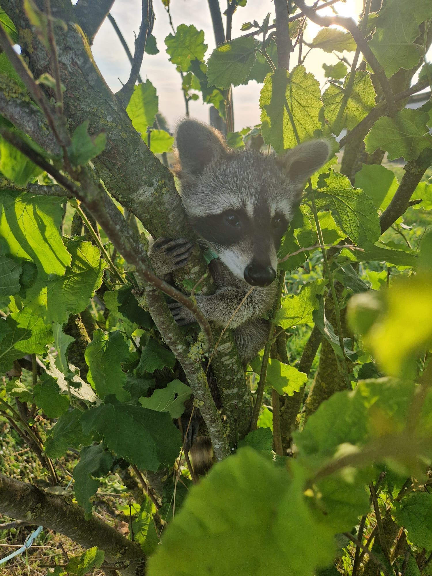 Ein Waschbär sitzt auf einem Ast, umgeben von Blättern.