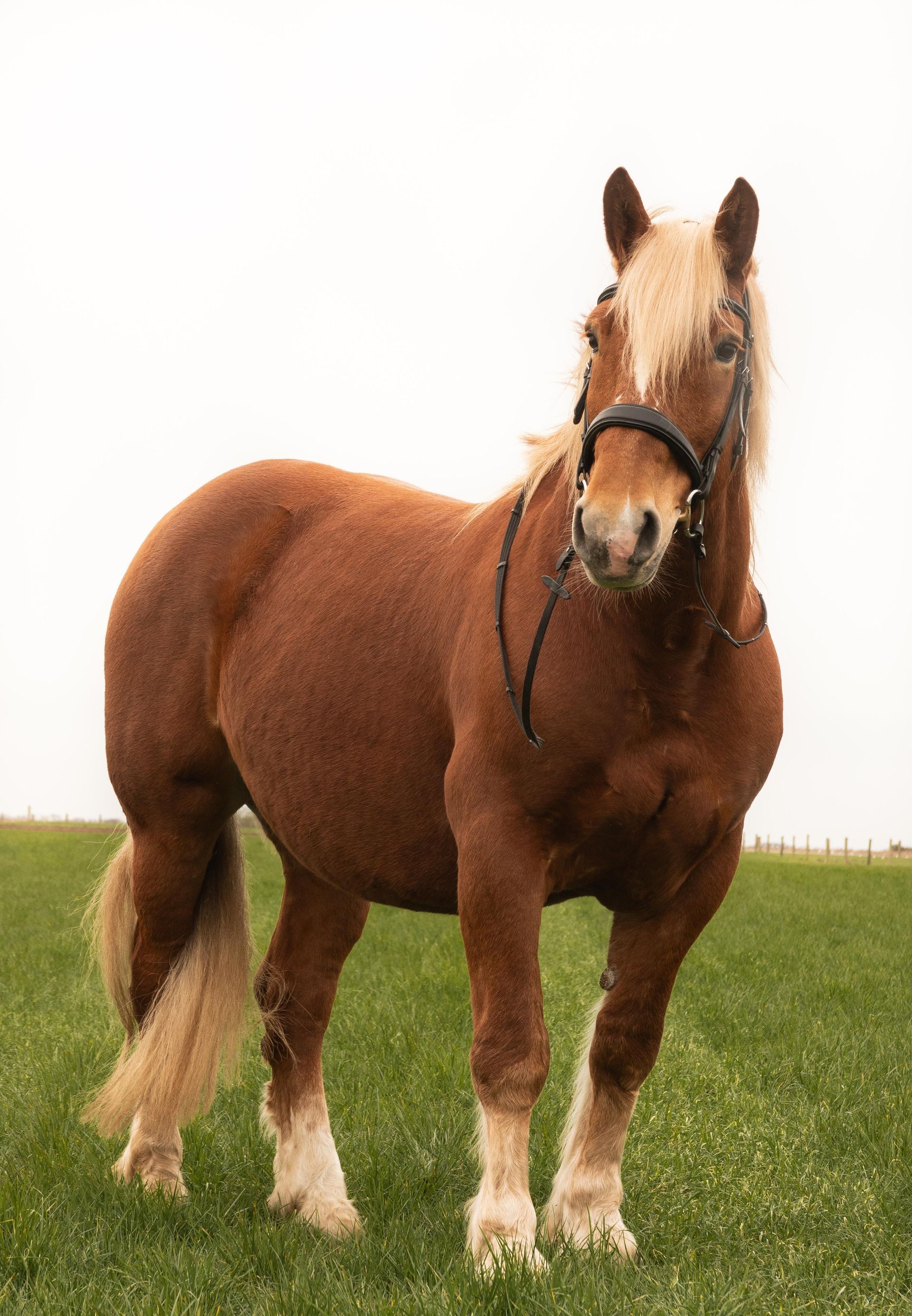 Ein braunes Pferd mit weißer Mähne steht auf einer Wiese.