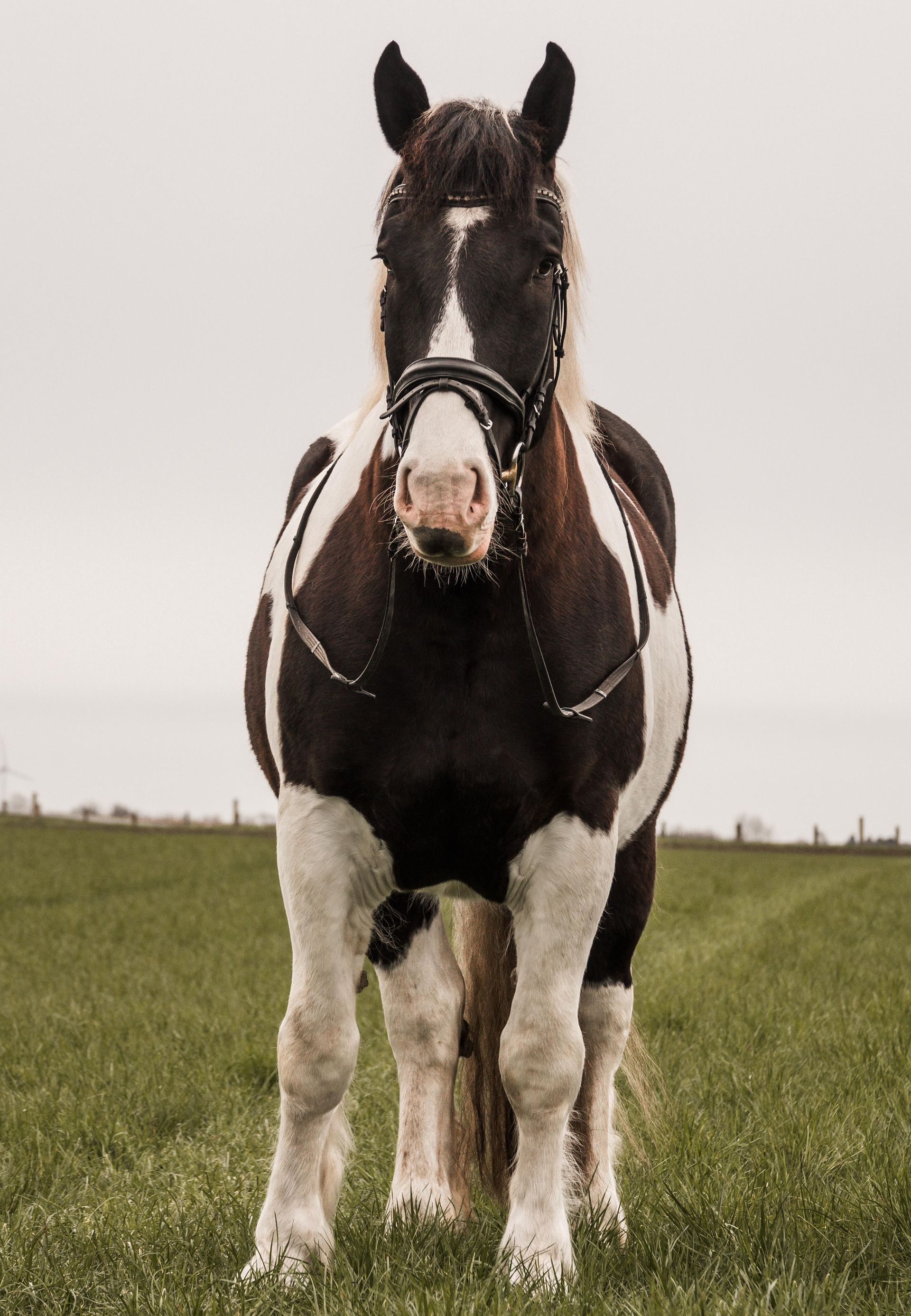 Ein braun-weißes Pferd steht auf einer Wiese.