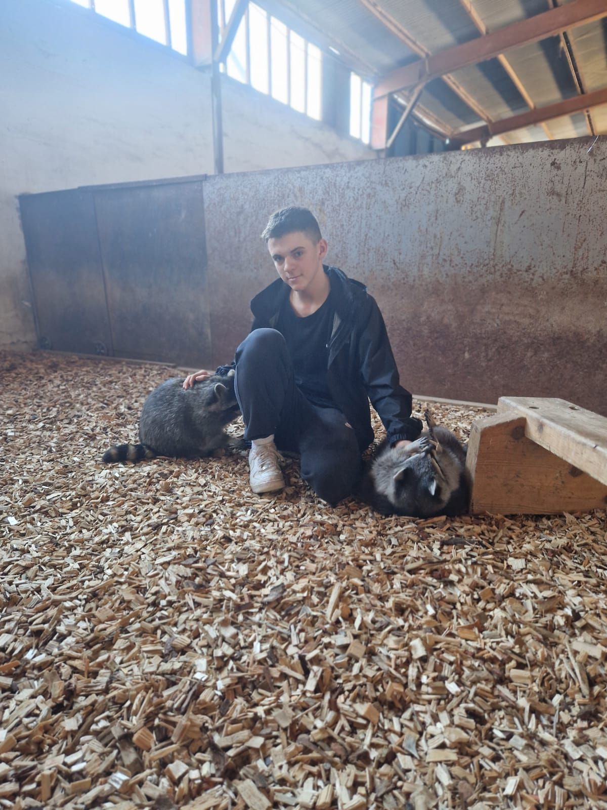 Ein Mann sitzt neben zwei Waschbären auf einem Haufen Holzspäne.