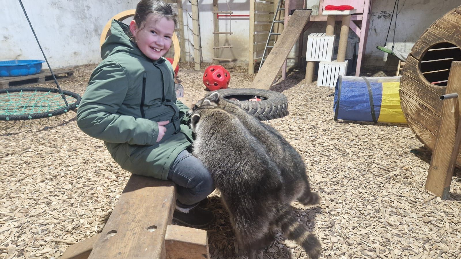 Ein kleines Mädchen sitzt neben zwei Waschbären auf einer Holzbank.