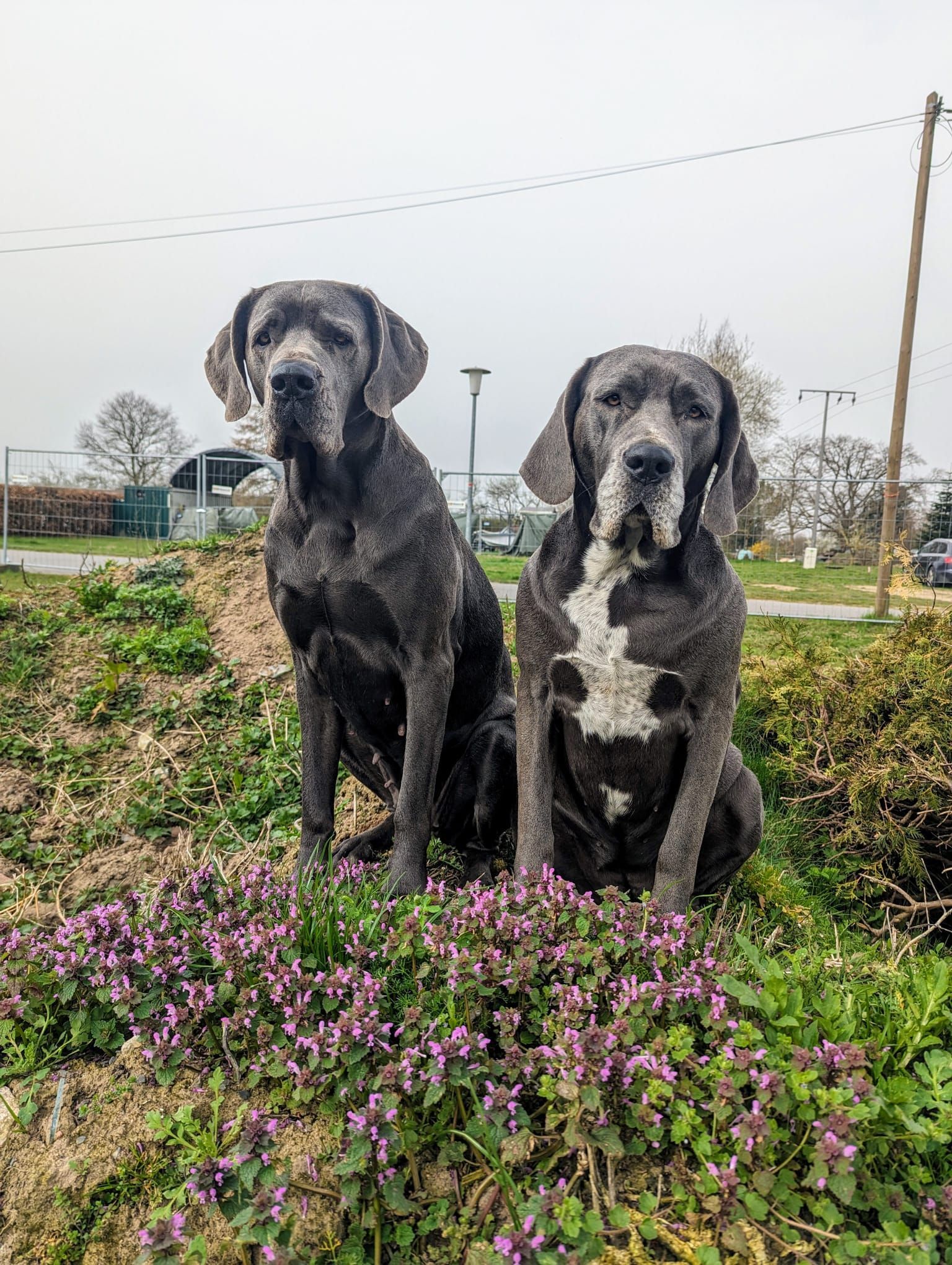 Zwei Hunde sitzen nebeneinander auf einer Blumenwiese.