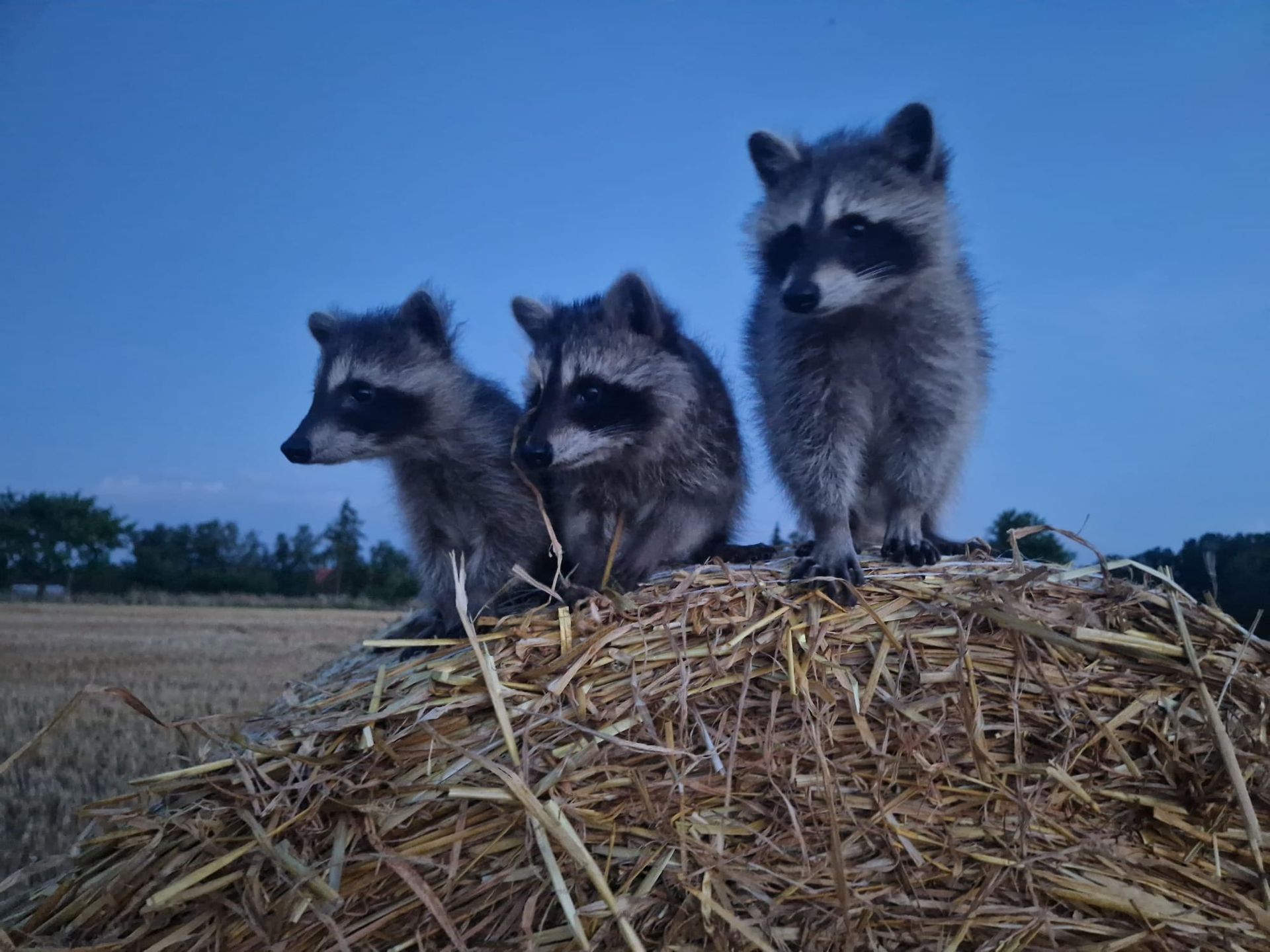 Drei Waschbären stehen auf einem Heuhaufen.