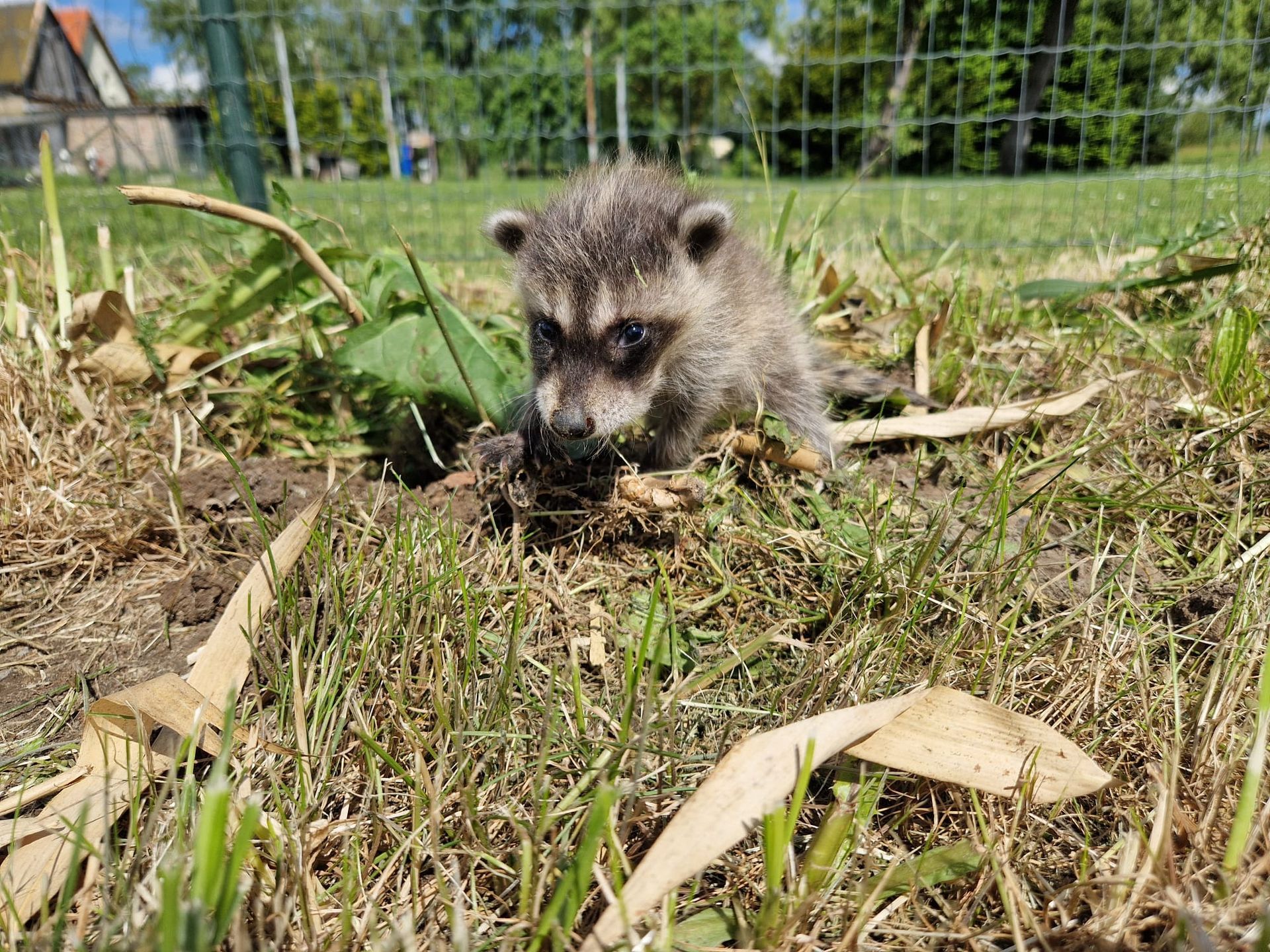 Ein Waschbärbaby frisst ein Blatt im Gras.