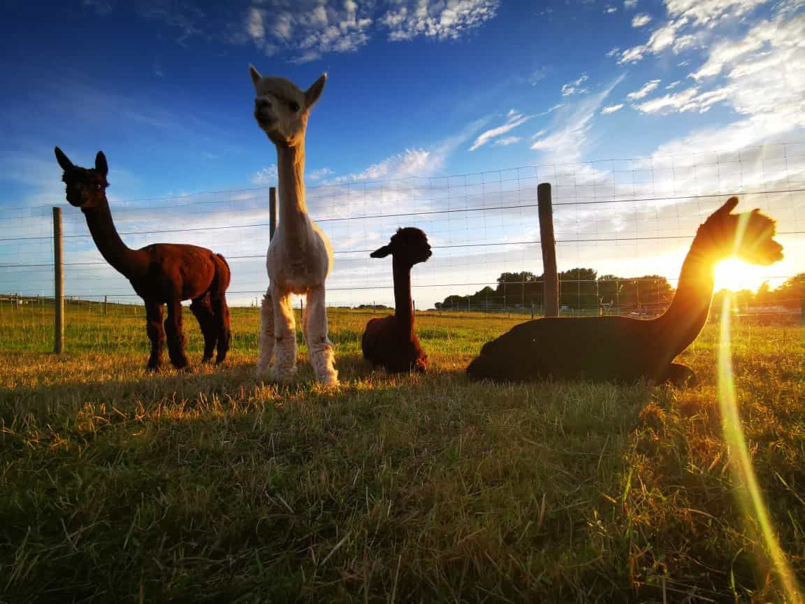 Eine Gruppe Alpakas steht bei Sonnenuntergang auf einem Feld.