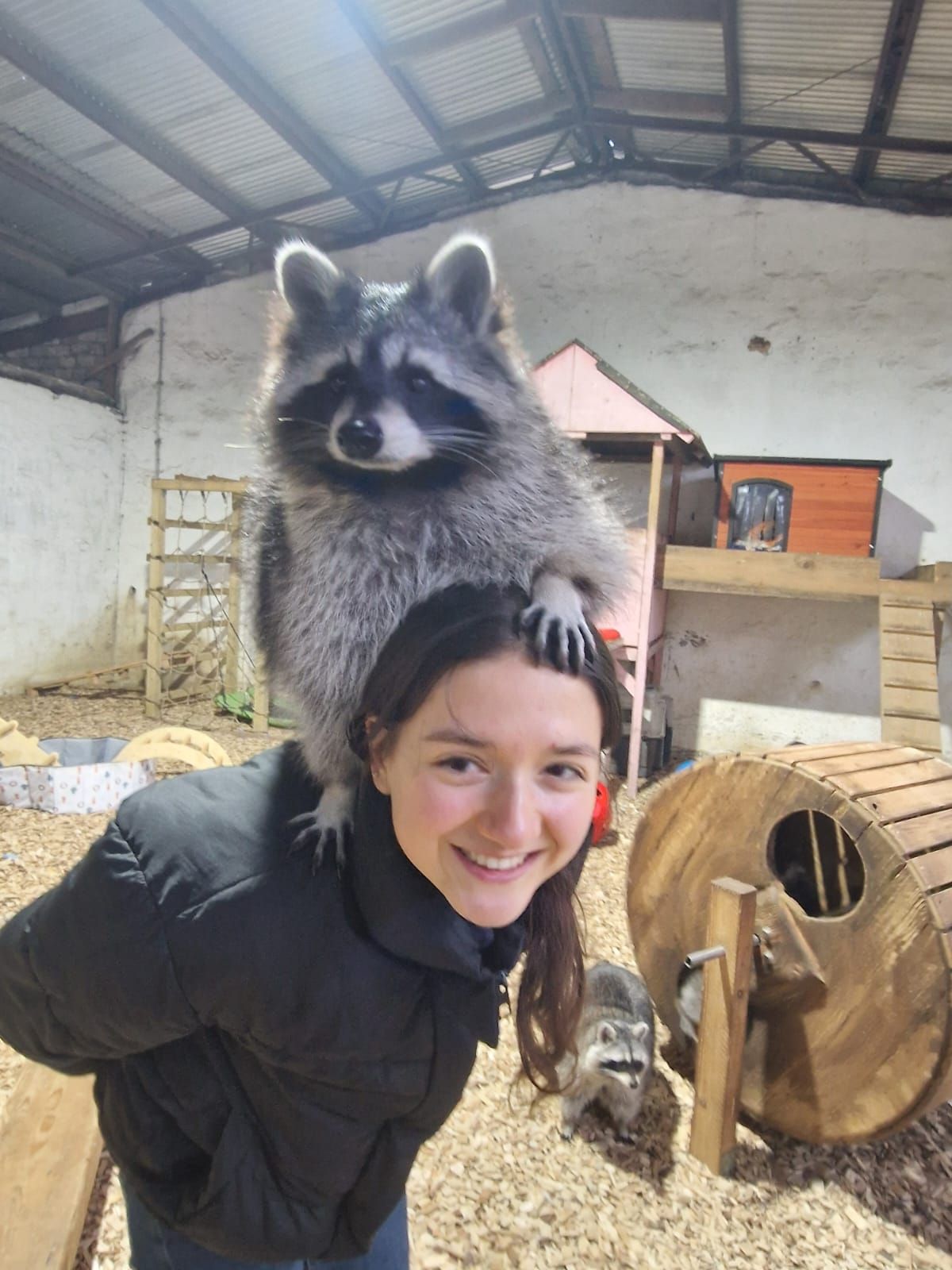 Eine Frau hält einen Waschbären auf ihren Schultern