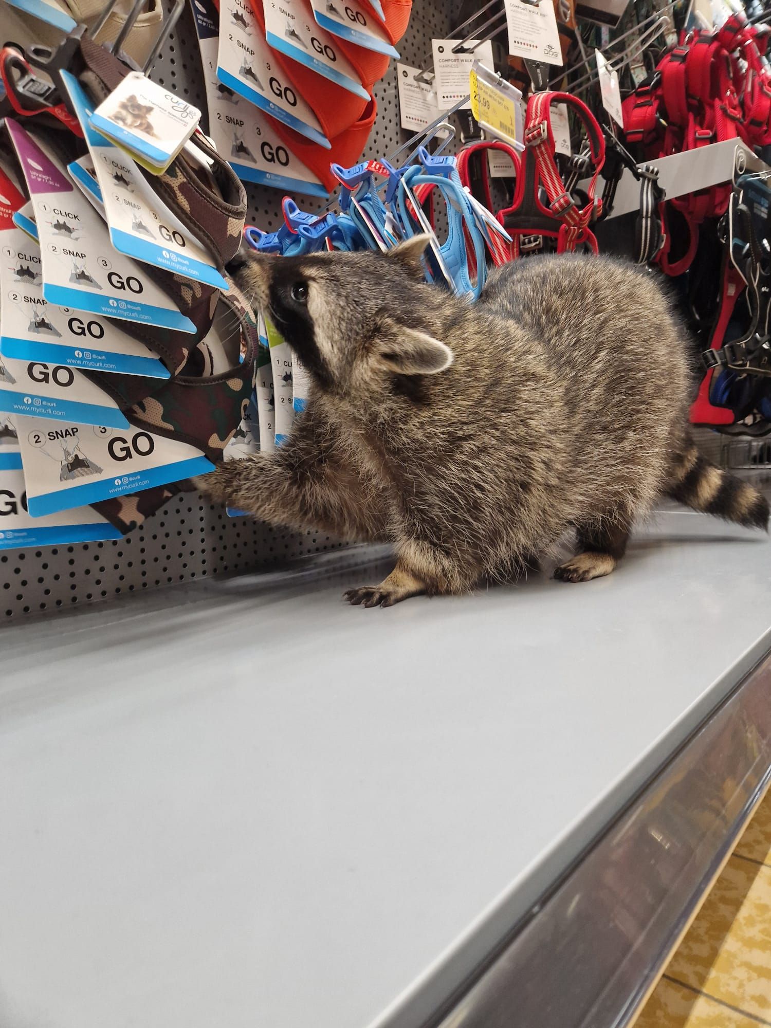 Ein Waschbär steht auf einem Regal in einem Geschäft.