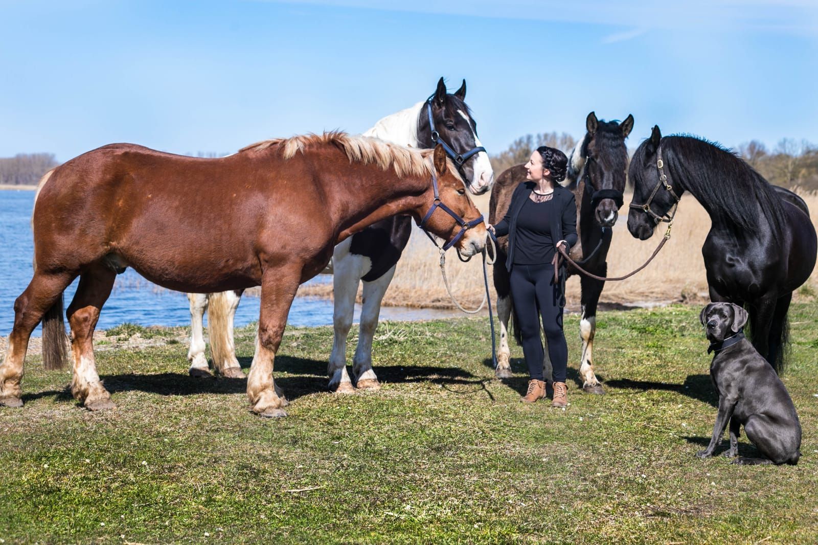 Eine Frau steht neben drei Pferden und einem Hund auf einer Weide.