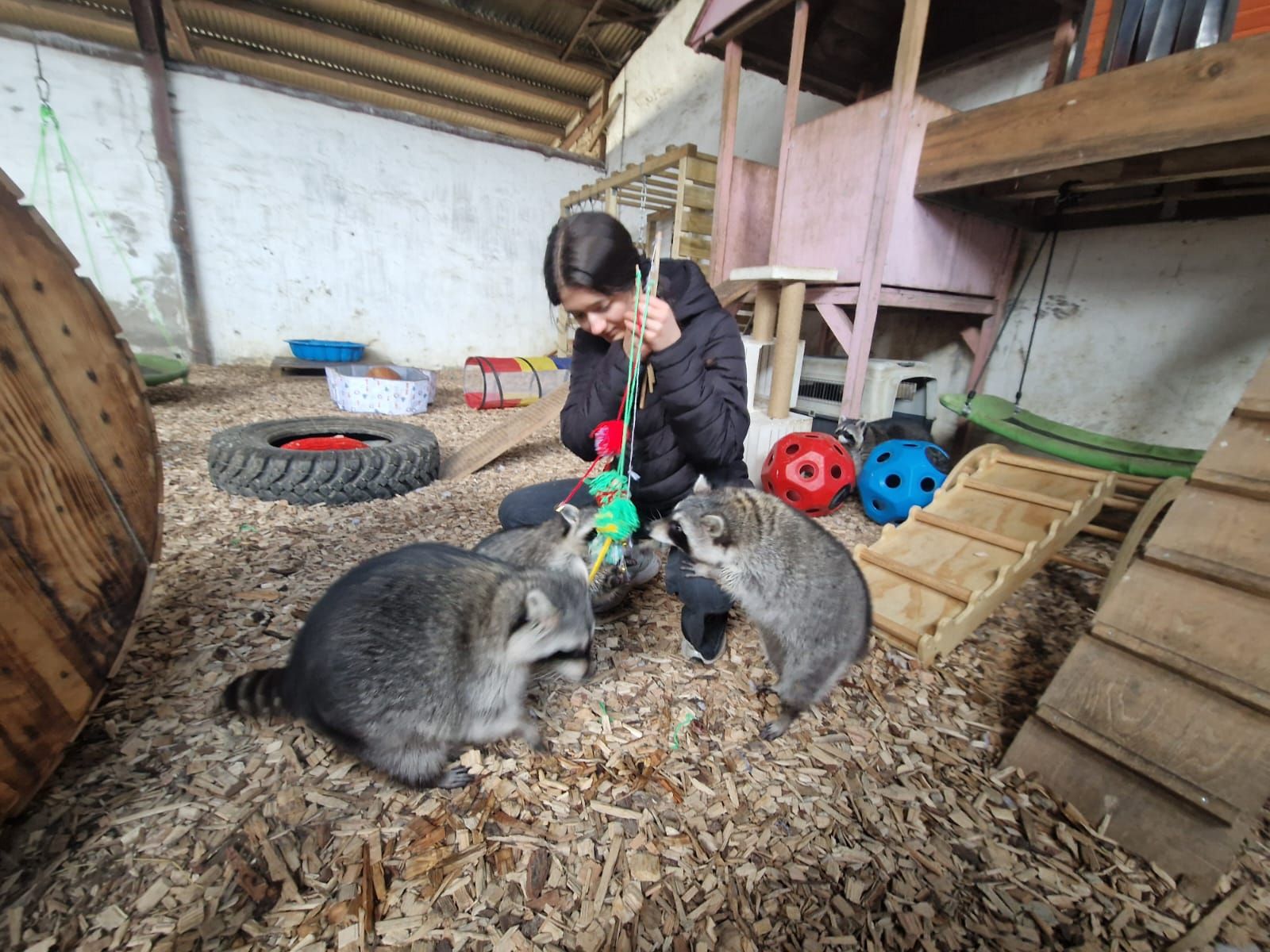 Eine Frau spielt mit zwei Waschbären in einem Käfig.