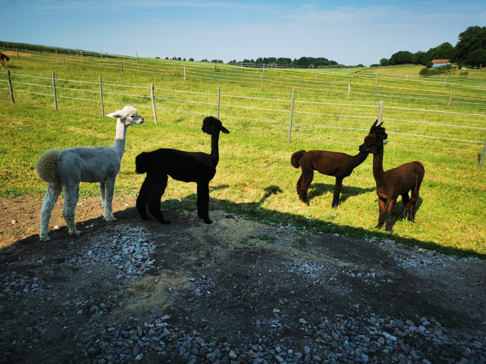 Eine Gruppe Alpakas steht auf einer Wiese