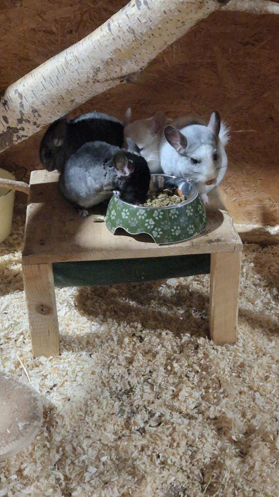 Eine Gruppe Chinchillas sitzt auf einem Holztisch und isst.