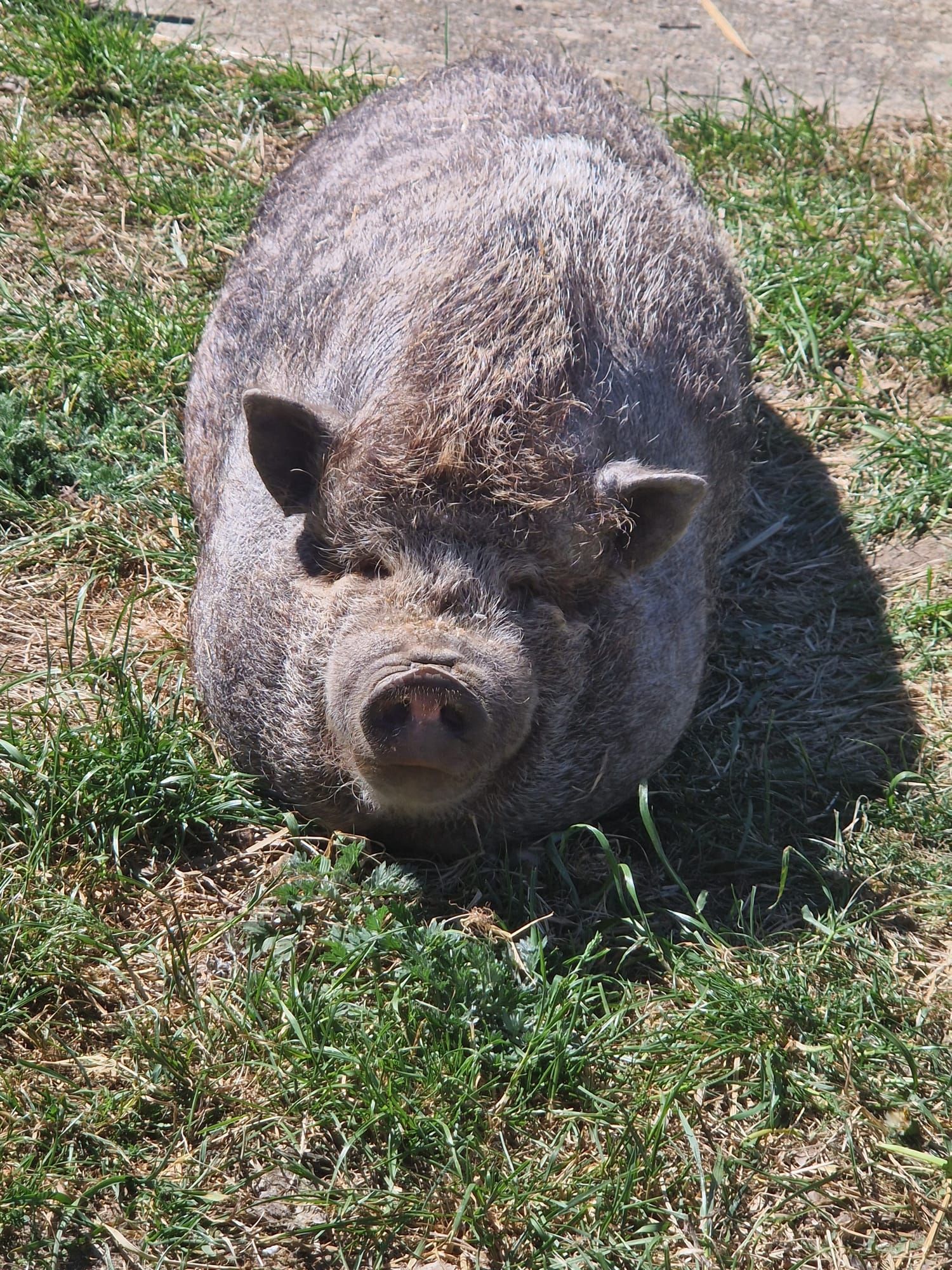 Ein Schwein steht im Gras und schaut in die Kamera
