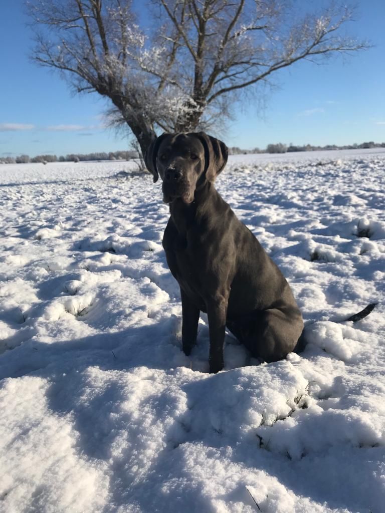 Ein schwarzer Hund sitzt im Schnee, im Hintergrund ist ein Baum zu sehen.