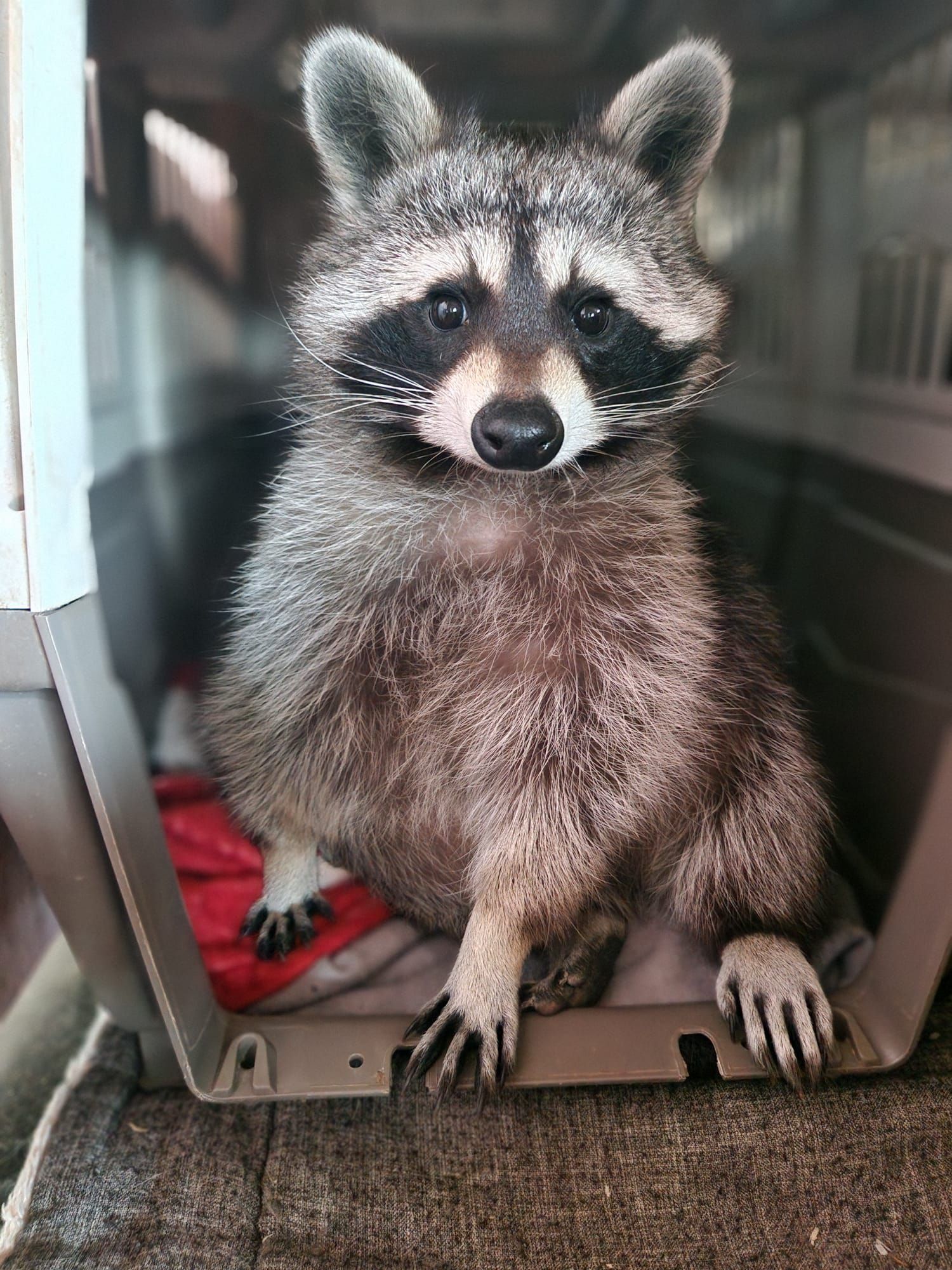 Ein Waschbär sitzt in einem Käfig und schaut in die Kamera.