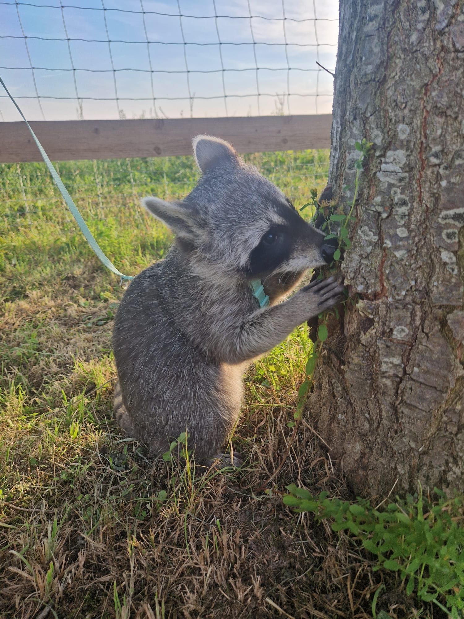 Ein Waschbär steht an der Leine neben einem Baum.