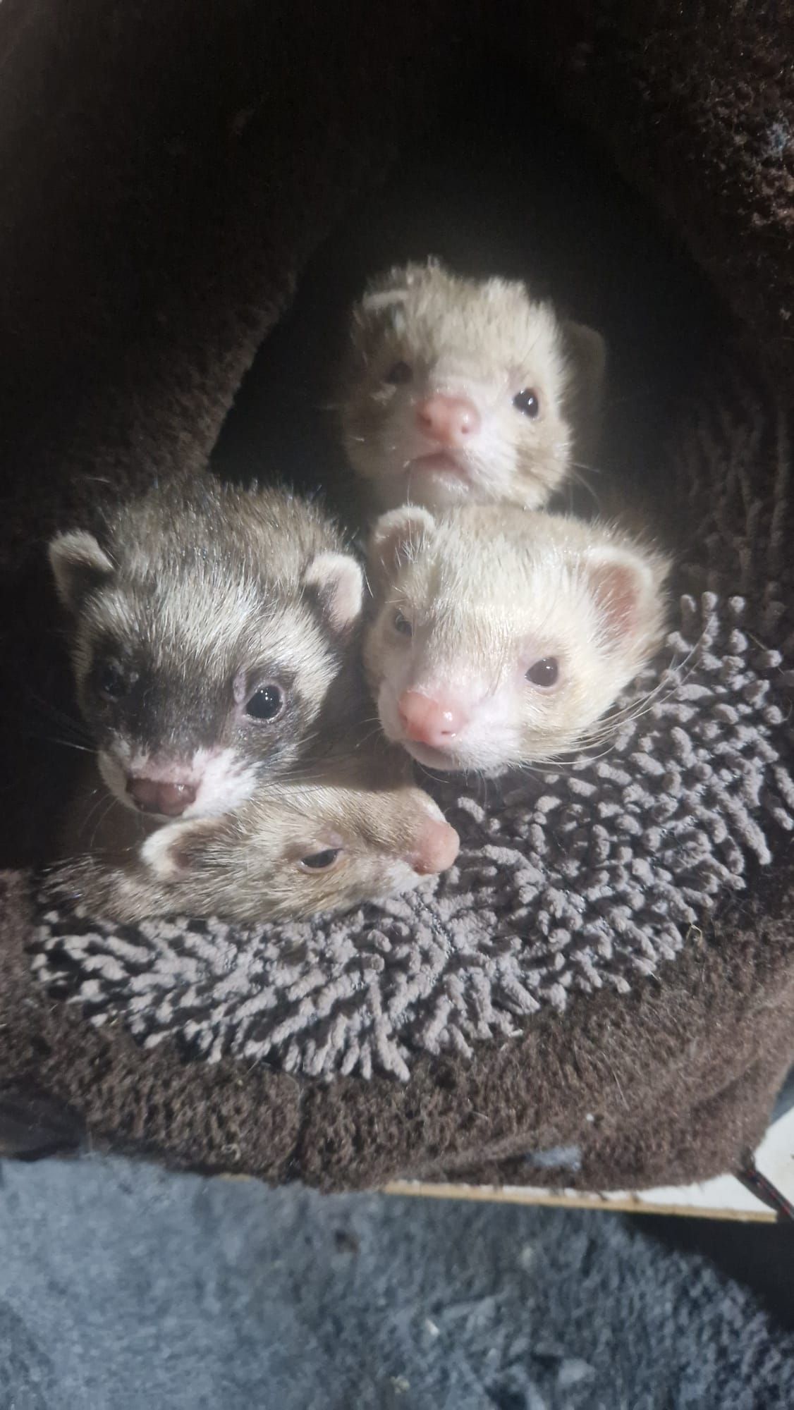 Drei Frettchen sitzen in einem Katzenhaus.